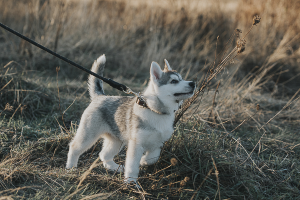 Siberian Husky pup walking on leash, lifestyle pet photography