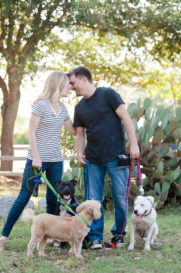 poodle/terrier mix, Staffy and American bulldog with couple in front of cactus, Texas engagement photos with dogs