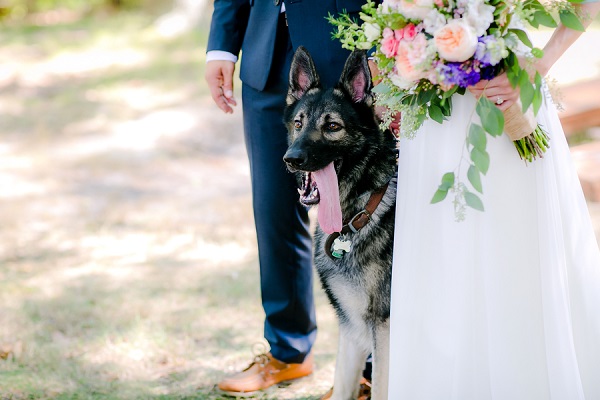 handsome German Shepherd with bride and groom, wedding dog
