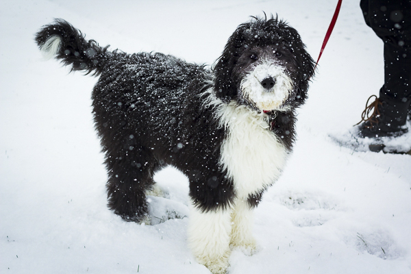 Sheepdog mix, Sheepadoodle in snow, winter dog photography