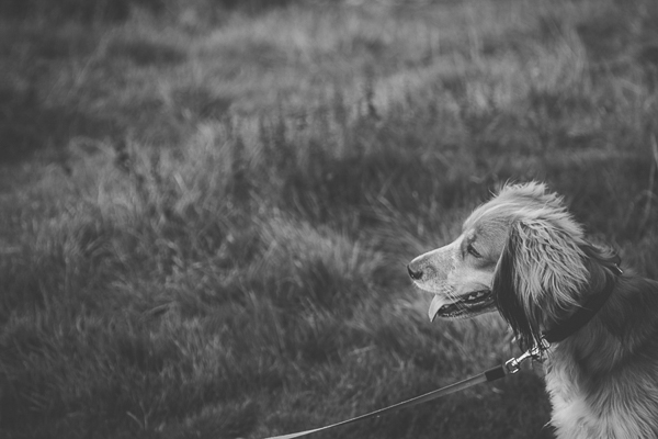 black and white dog photography