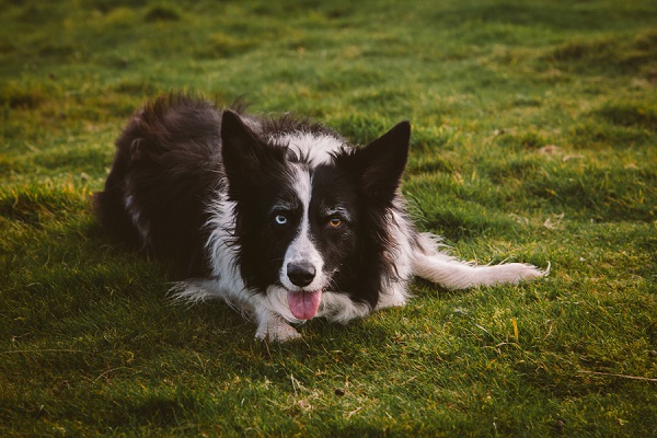 handsome Border Collie with one blue eye and one brown eye, lifestyle dog photography