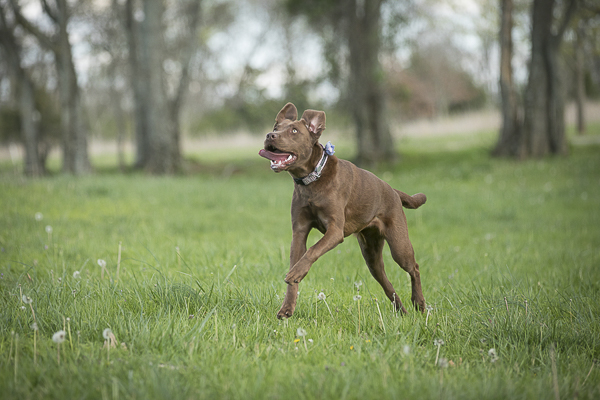 brown dog running through park, Chocolate Labrador Retriever, on location dog portraits, ©K Schulz Photography 