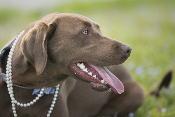 Happy Tails:  Maggie the Chocolate Lab