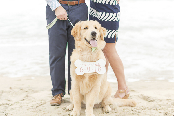 grace golden retriever rescue