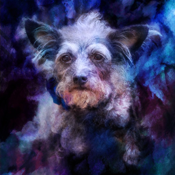pet portraits by Steffi Smith , terrier mix in purple and blues