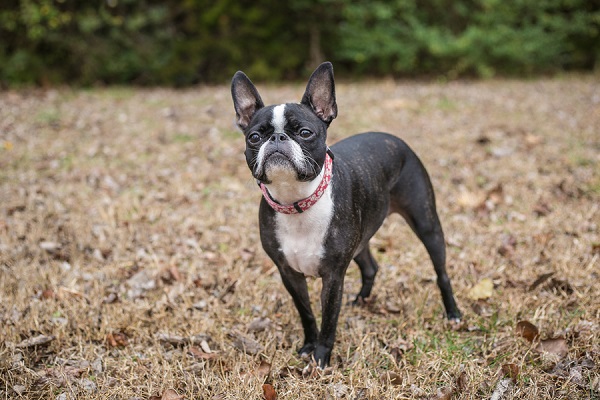 Happy Tails: Nellie the Boston Terrier Mix