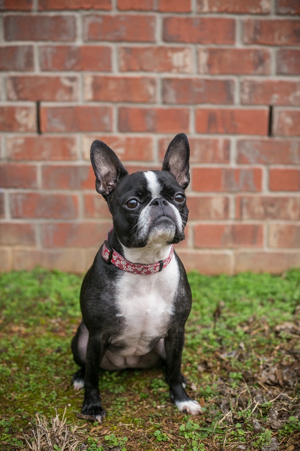 Boston Terrier/French Bulldog mixed breed sitting in front of brick wall, ©K Schulz Photography, lifestyle dog photography Nashville,, TN 