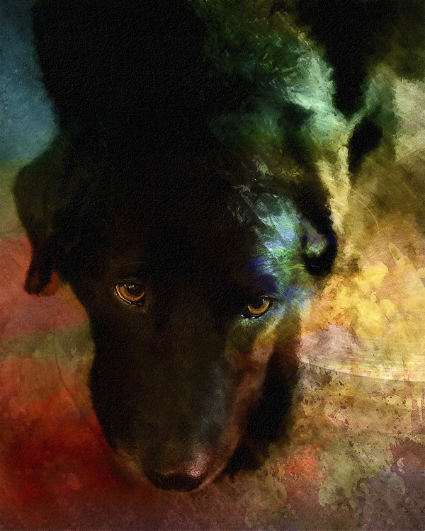 colorful Lab portrait from photo, ©Steffi Smith | For The Love Of Art