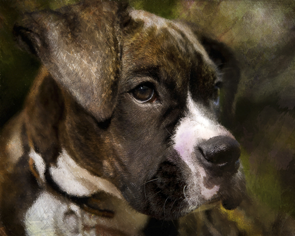 Boxer, canvas wrap, ©Steffi Smith | For The Love Of Art