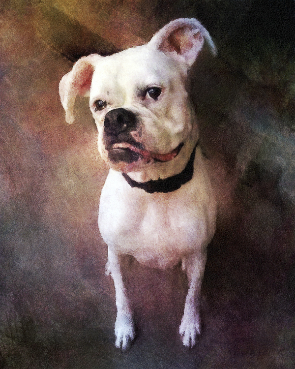 Pittie mix, pet portrait looks like oil painting ©Steffi Smith | For The Love Of Art