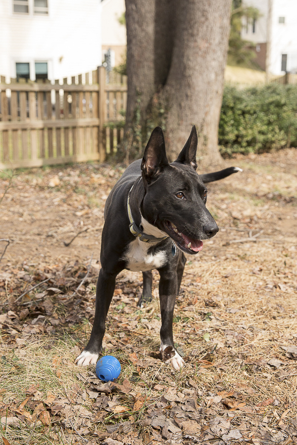 Adoptable Lab mix via Forever Home Rescue Foundation, Photos by Megan Rei Photography