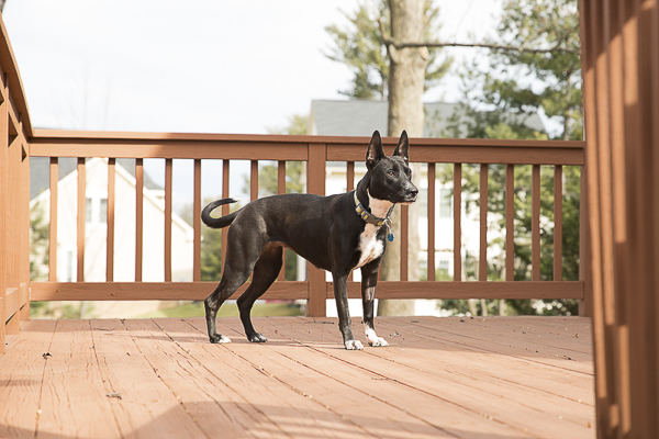 Adoptable Lab mix via A Forever Home Rescue Foundation, Photos by Megan Rei Photography