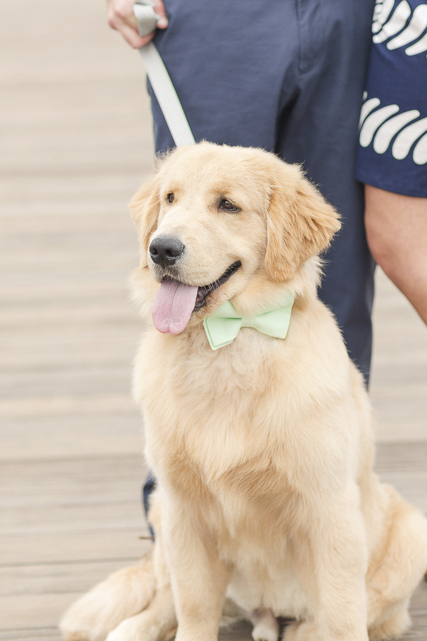 handsome dog wearing bow tie, engagement photos with Golden Retriever on boardwalk ©Anna Grace Photography | Beach engagement photos with dog, Bethany Beach, DE