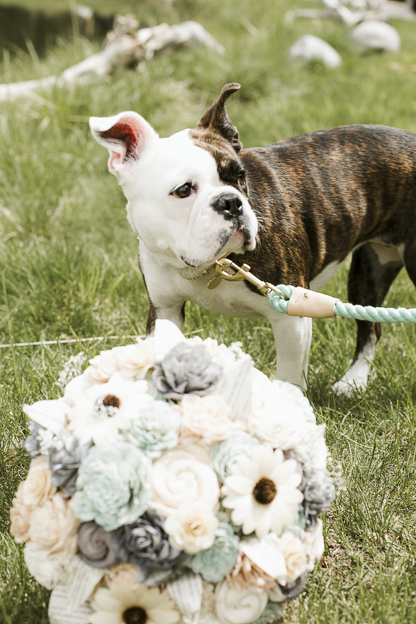 Bulldog mix and bouquet, dog of honor, wedding dog ©Elements of Light Photography