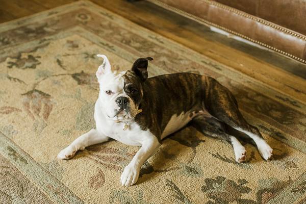French Bulldog mix lying on rug, lifestyle dog photography ©Elements of Light Photography
