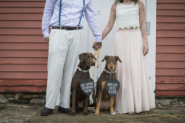 engagement portraits with dogs wearing save the date signs, mixed breeds, New Milford engagement photography with dogs