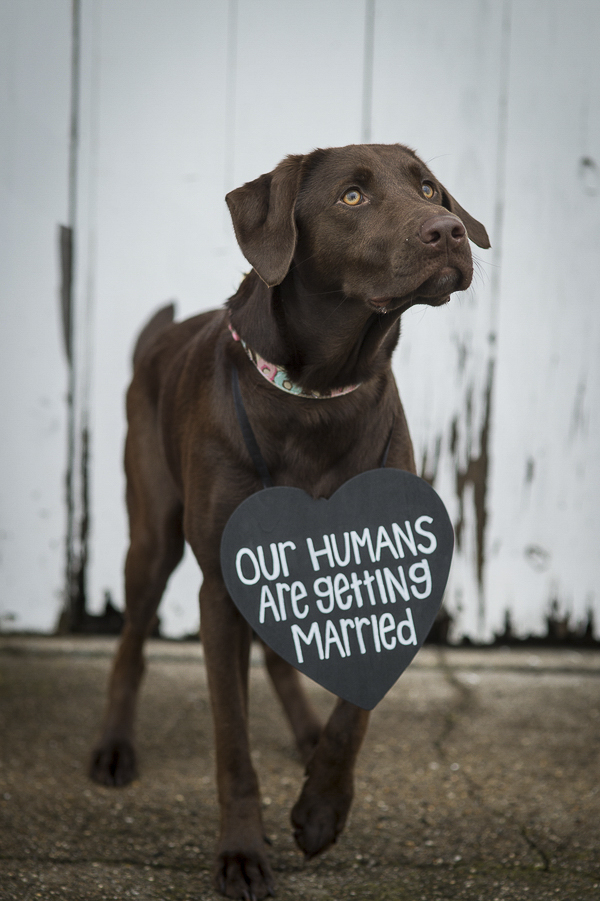 beautiful Chocolate Lab mix wearing Save the Date sign, "Our Humans Are Getting Married"