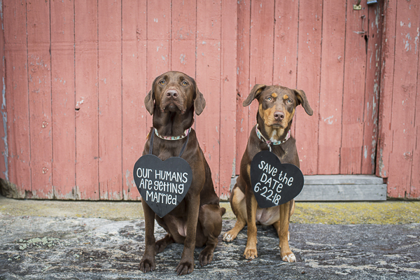 Lab mix, Kelpie/Lab mix wearing Save the Date signs in front of red barn door
