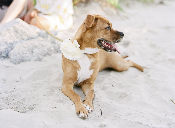 Boxer-Lab mix wearing floral collar on the beach, ©Rachel Craig Photography, Charleston, SC