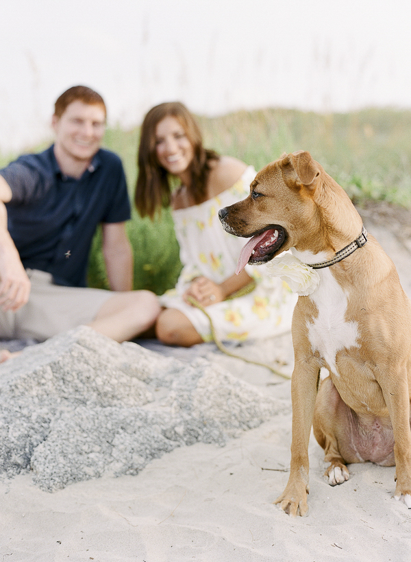 family-dog portraits at the beach, ©Rachel Craig Photography | Beach dog photography, Charleston, SC
