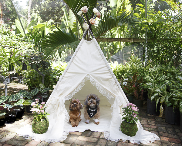 wedding tent for dogs, dog wedding, Yorkie-poo and Shih-poo,