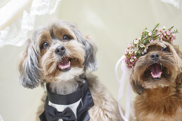 adorable wedding dogs, dog bride and groom, canine wedding