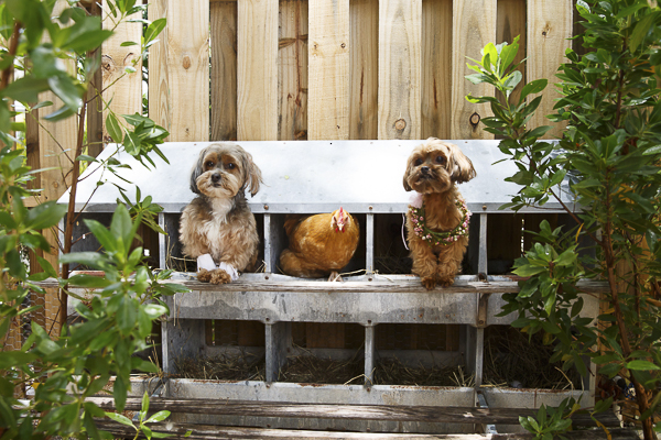 dogs and chicken in coop, cute dog photos