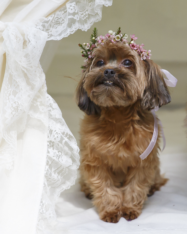 little Yorkie mix wearing pink floral crown