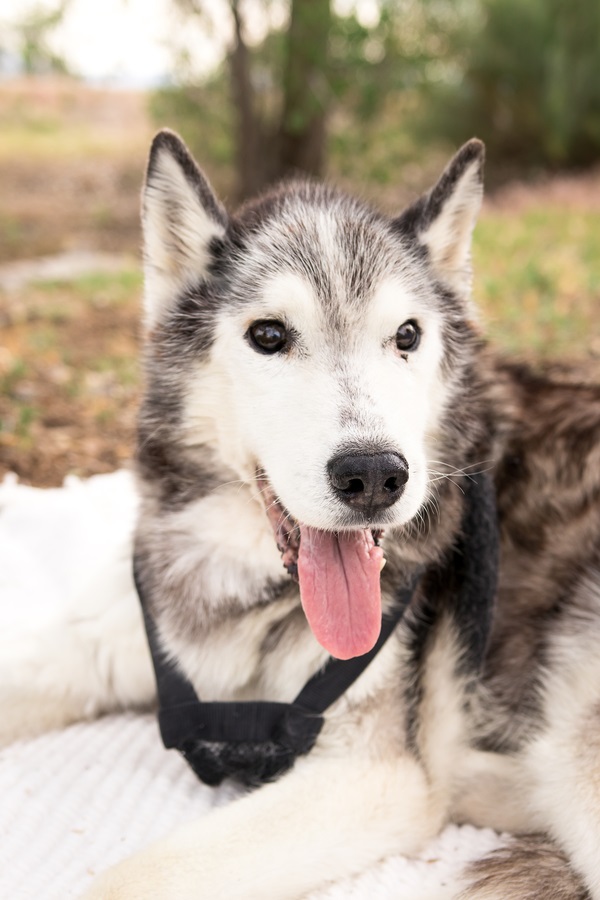 senior dog with cancer, end of life session from ©Carved Tree Photography, Siberian Husky