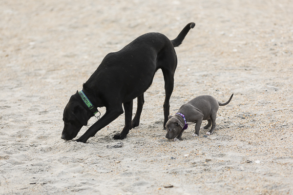 Big dog and puppy playing digging in the sand, lifestyle dog photography ©Erin Costa Photography
