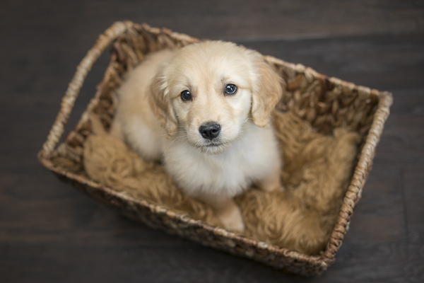 Golden Retriever puppy in a basket, lifestyle dog photography