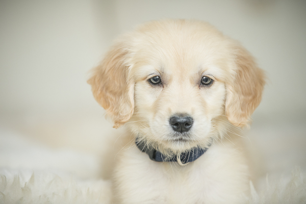 adorable Golden Retriever puppy, lifestyle Nashville dog photography