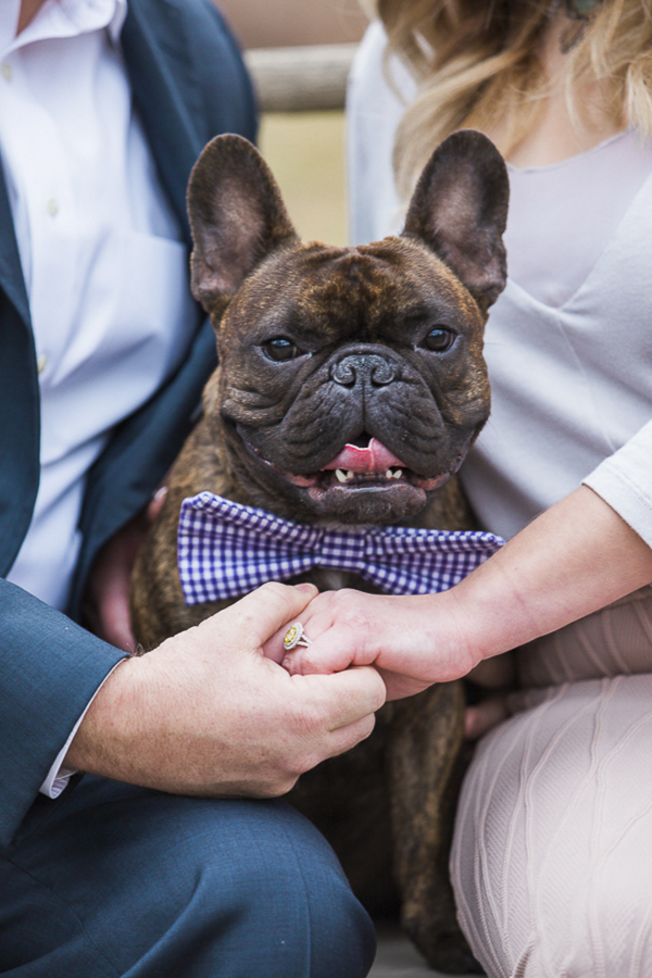 Frenchie in bow tie, ideas for including dogs in engagement pictures