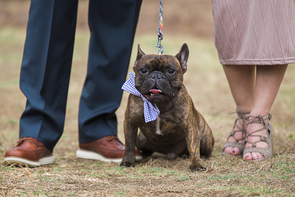 French Bulldog sitting between engaged couple's feet, engagement photos with dog ©Meghan Rolfe Photography