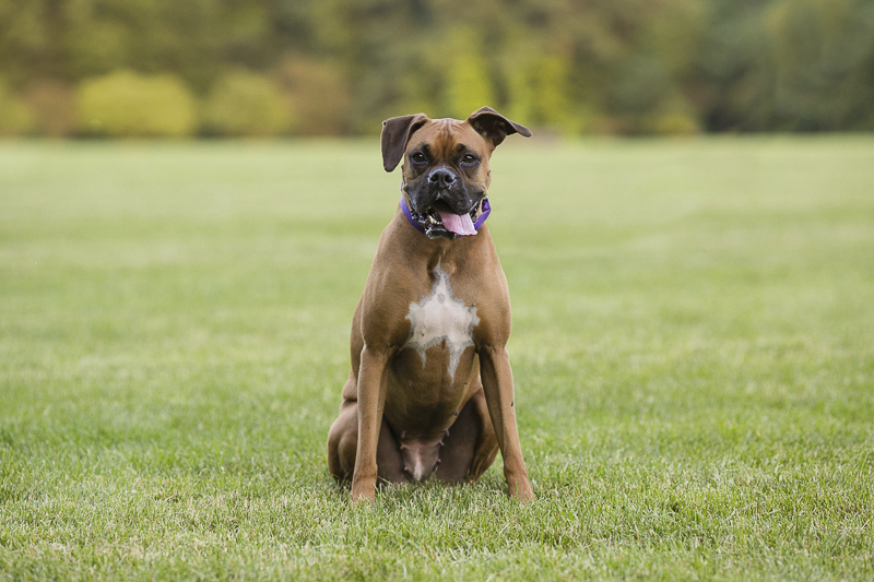Engaging Tails Mia the Boxer in New England Daily Dog Tag