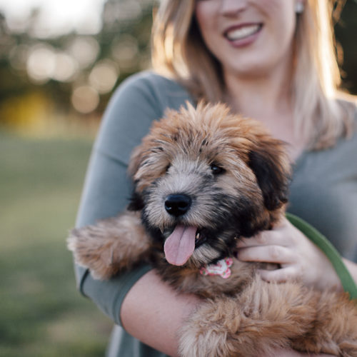 lifestyle engagement pictures with Wheaten Terrier puppy
