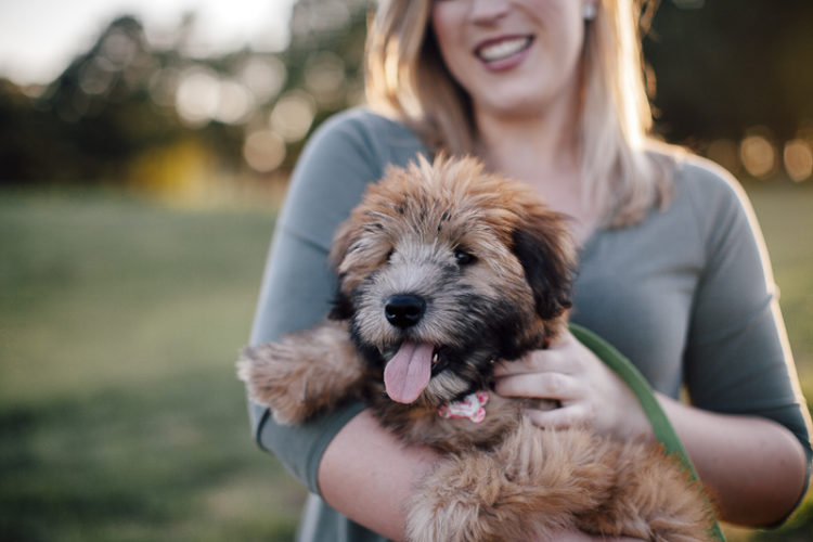 lifestyle engagement pictures with Wheaten Terrier puppy