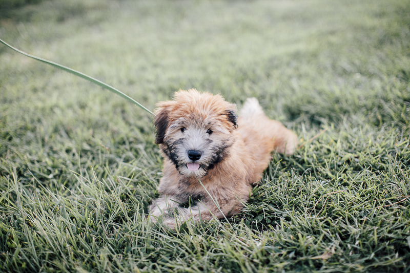 cute Wheaten Terrier puppy lying on grass