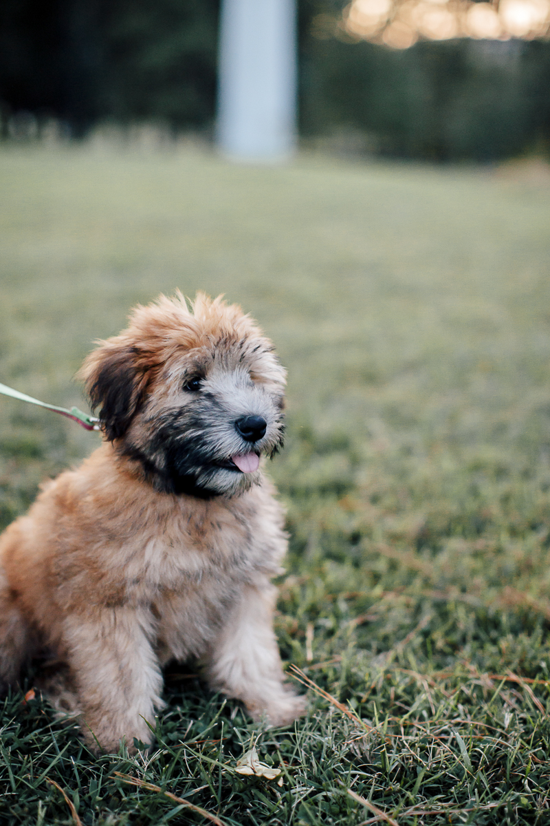 fluffy pup, Wheaten Terrier puppy sitting on grass, ©Laura Memory Photography | Raleigh, NC lifestyle dog photographer