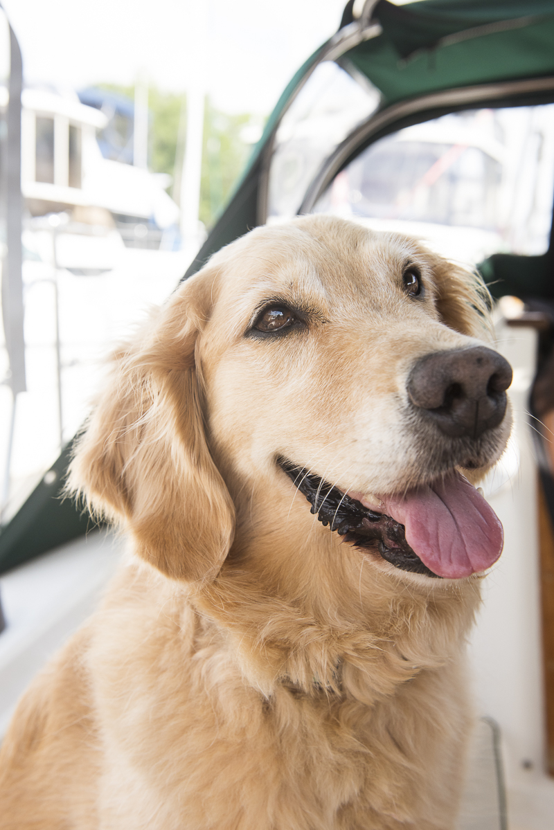 Honey the Golden Retriever on sailboat, Lifestyle dog photography by ©Alice G Patterson Photography, importance of hiring a professional photographer