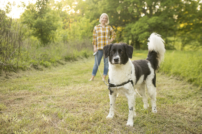 Happy Tails Otis The Border Collie Aussie Shepherd Mix Daily Dog