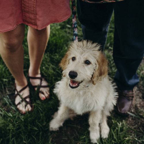 Puppy Love:   Ellie the Goldendoodle (& a Puppy Proposal)