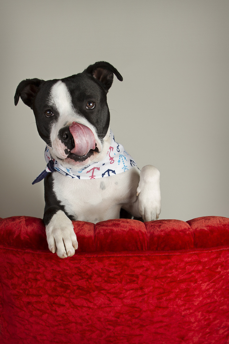 happy Pittie mix on red sofa, ESA for firehouse ©Noble Soul Pet Photography | Massillon, OH studio dog portraits