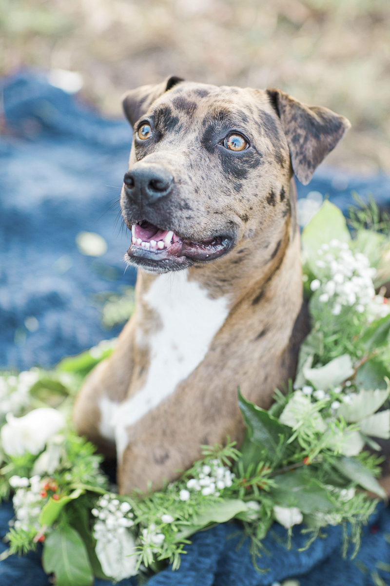 beautiful spotted dog, Aussie-Lab mix, floral wreath, ©Rochelle Maples Photography | Country engagement photos with dog