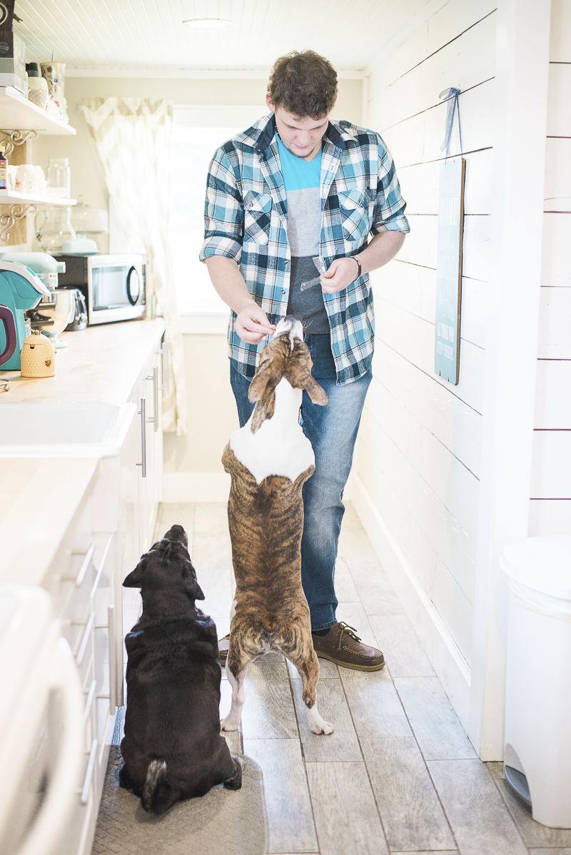 lifestyle dog portraits, dogs getting treats, ©Laurie Jean Photography