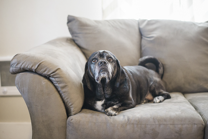 sweet senior black Pug/Basset Hound mix lying on sofa, ©Laurie Jean Photography | lifestyle dog photography