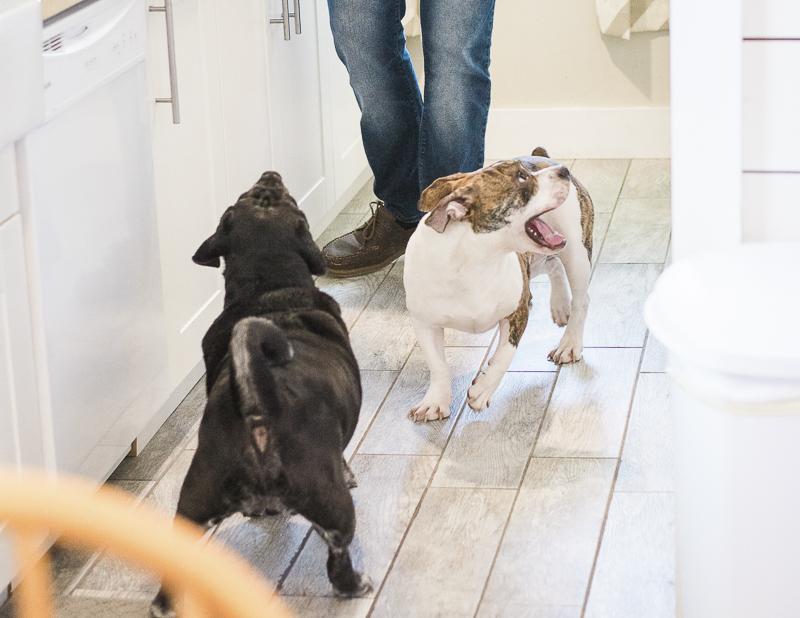 happy dogs waiting for a treat ©Laurie Jean Photography | lifestyle dog photography