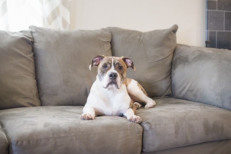 white Brindle Bulldog mix on sofa, lifestyle dog portraits