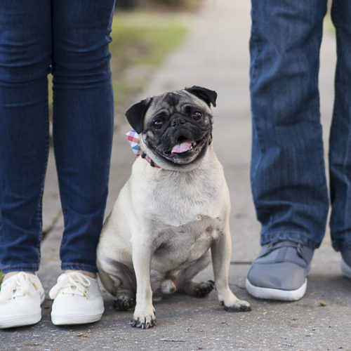 Engaging Tails:  Thor the Rescued Pug